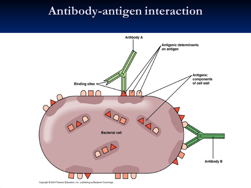 Antibody-antigen interaction